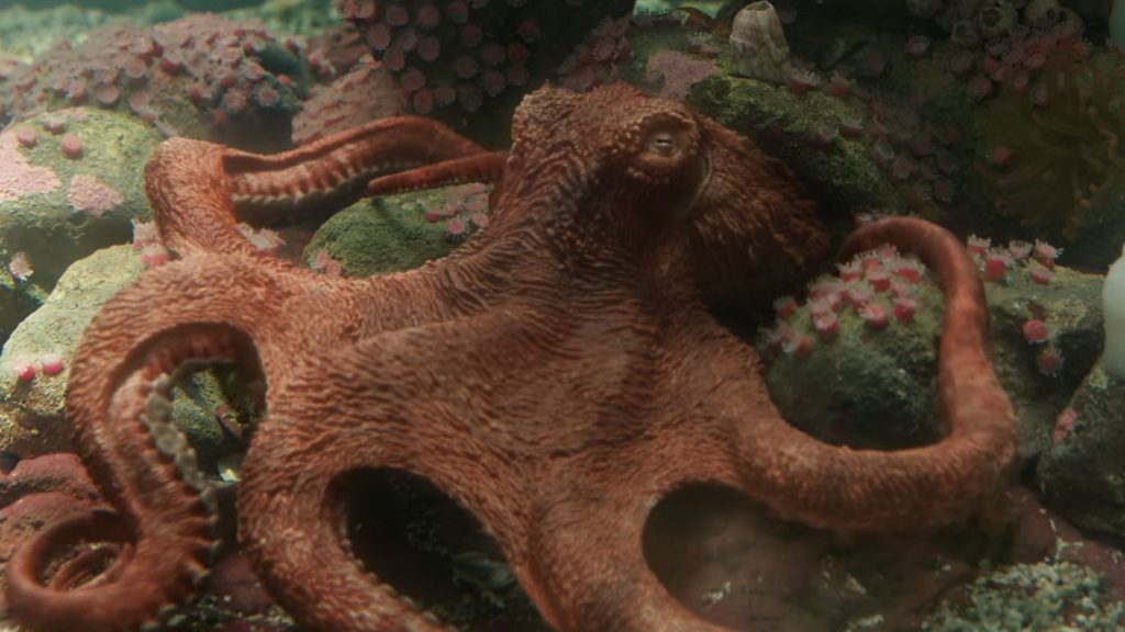 Marcellus, an octopus voiced by Alfred Molina, lounging in his tank
