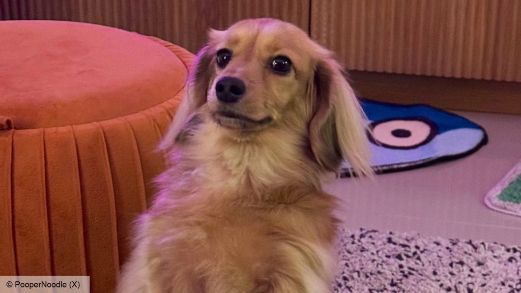 There's a dog that can play League of Legends better than you